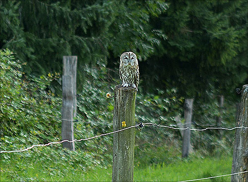 Waldkauz in Deesem ausgewildert