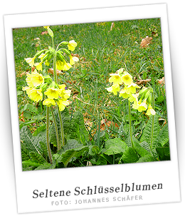 Seltene Schlüsselblumen