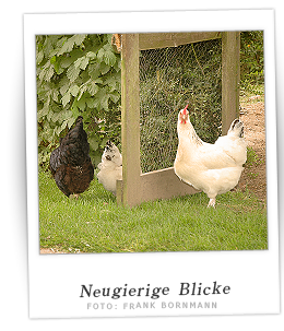 Polaroidfoto Neugierige Blicke